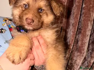 German Shepherd dogs ✨⭐️RARE German shepherd puppies⭐️✨ - Advert 5