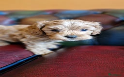 Cavapoo dogs for sale: Gorgeous f1b Cavapoo puppys.Health tested parents  - Image 19