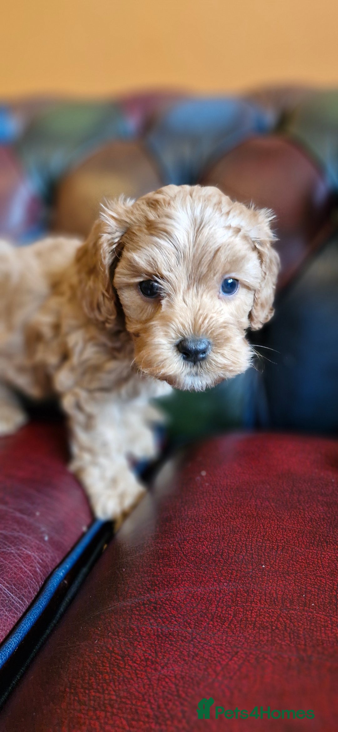 Cavapoo dogs for sale: Gorgeous f1b Cavapoo puppys.Health tested parents  - Image 19