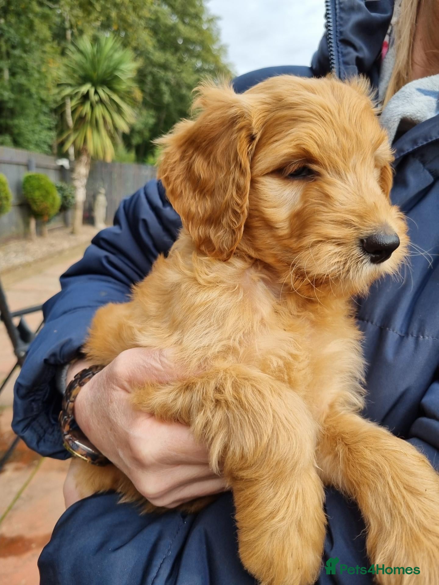 Goldendoodle dogs Last Fox red girl! Last 2 Goldendoodle Boys - Advert 8