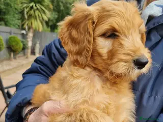 Goldendoodle dogs Last Fox red girl! Last 2 Goldendoodle Boys - Advert 8