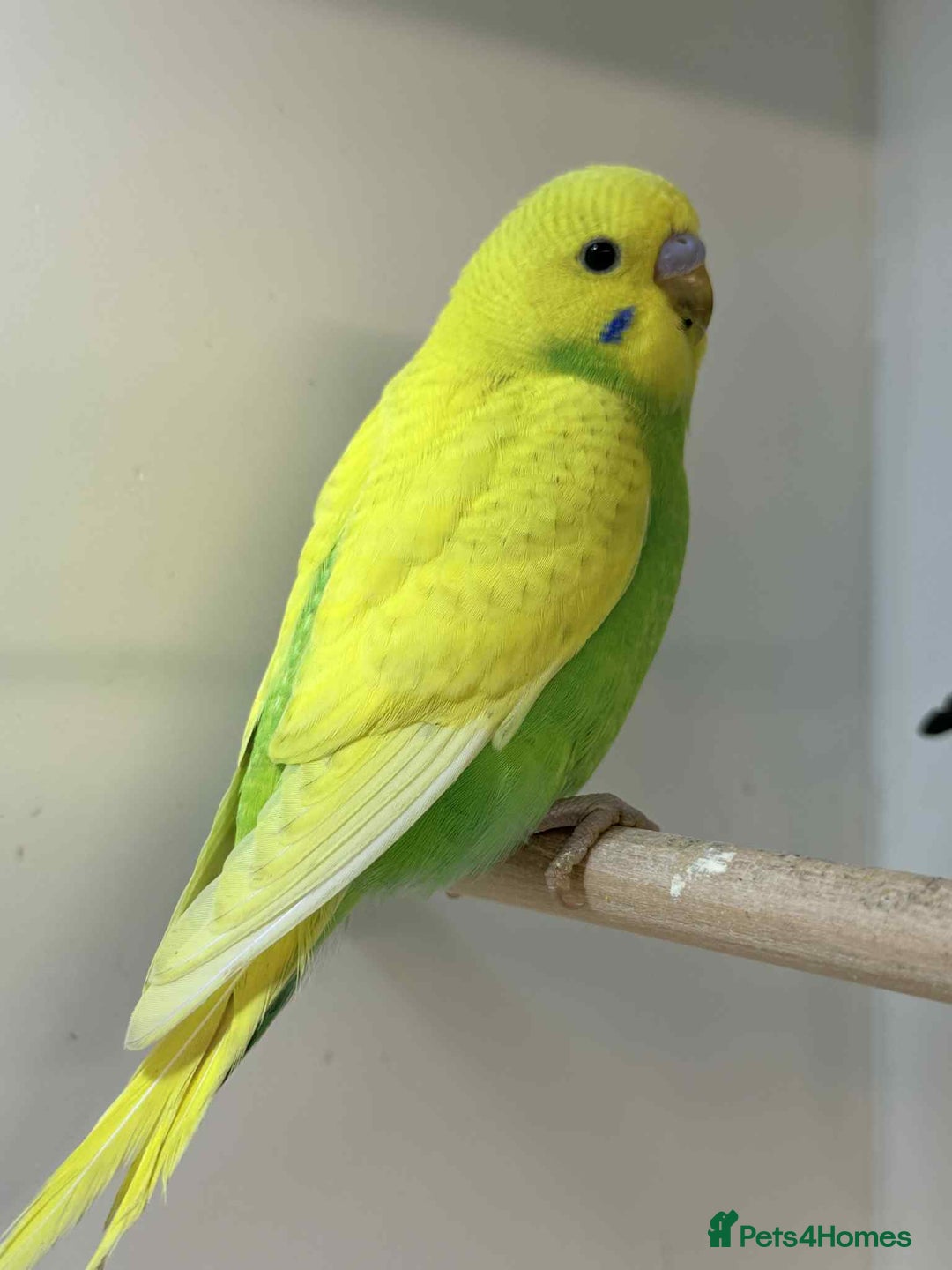 Budgerigars birds for sale: Baby Budgies 8 weeks old  - Advert 2