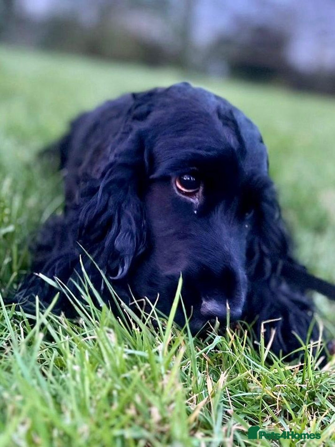 Cockapoo dogs for sale: Last Male fantastic champion line 20 combined  - Image 21
