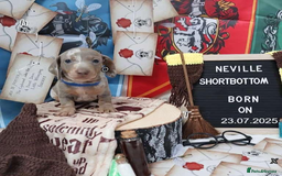 Miniature Dachshund dogs for sale: Beautiful miniature Dachshund Puppies - Image 6