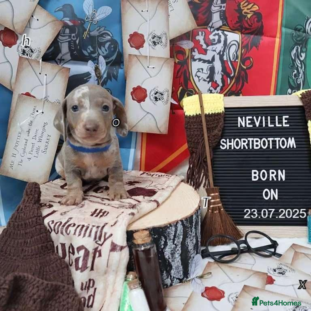 Miniature Dachshund dogs for sale: Beautiful miniature Dachshund Puppies - Image 6