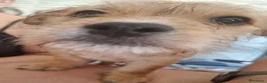 De