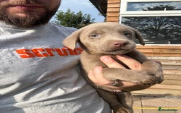 Labrador Retriever dogs for sale:  KC registered Silver and silver and tan labs  - Image 16
