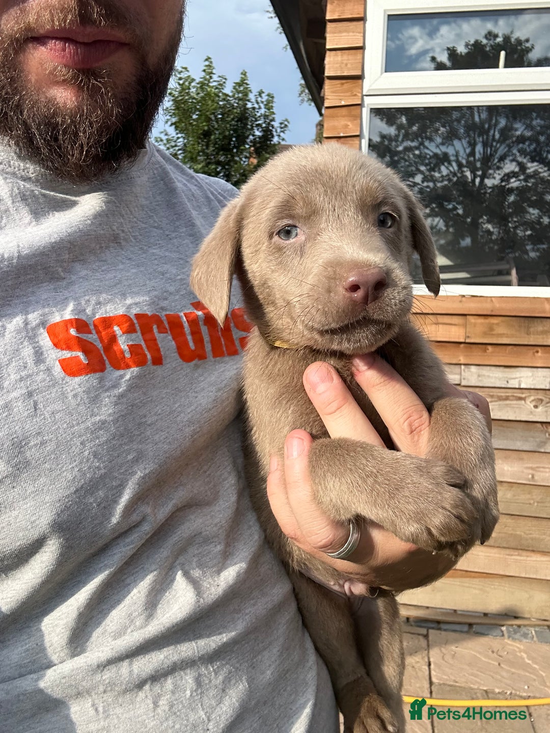 Labrador Retriever dogs for sale:  KC registered Silver and silver and tan labs  - Image 16