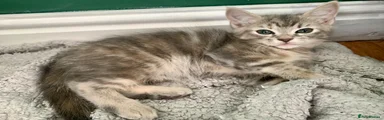 Mixed Breed Kitten 3