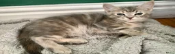 Mixed Breed cats for sale: Ragdoll mix mother - Advert 12