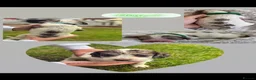 Sprocker dogs for sale: 8 F1 Sprocker spaniels  - Advert 6