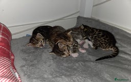 Bengal cats for sale: Bengal X kittens - Image 10