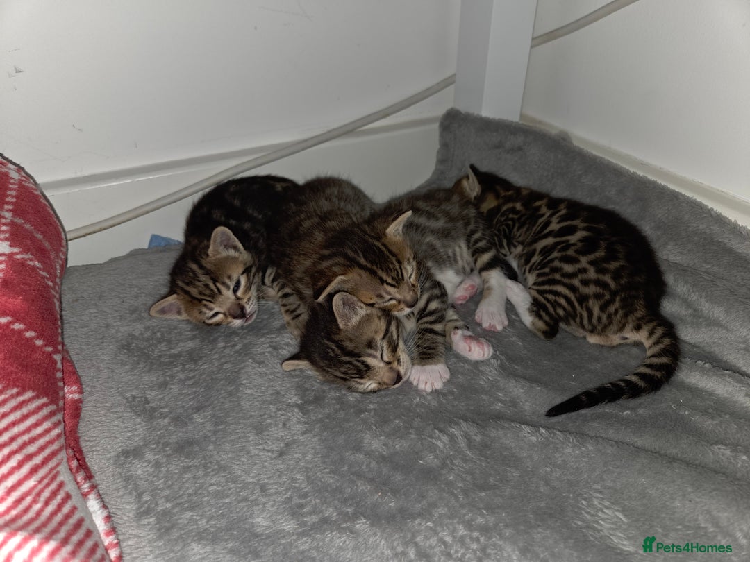 Bengal cats for sale: Bengal X kittens - Image 10