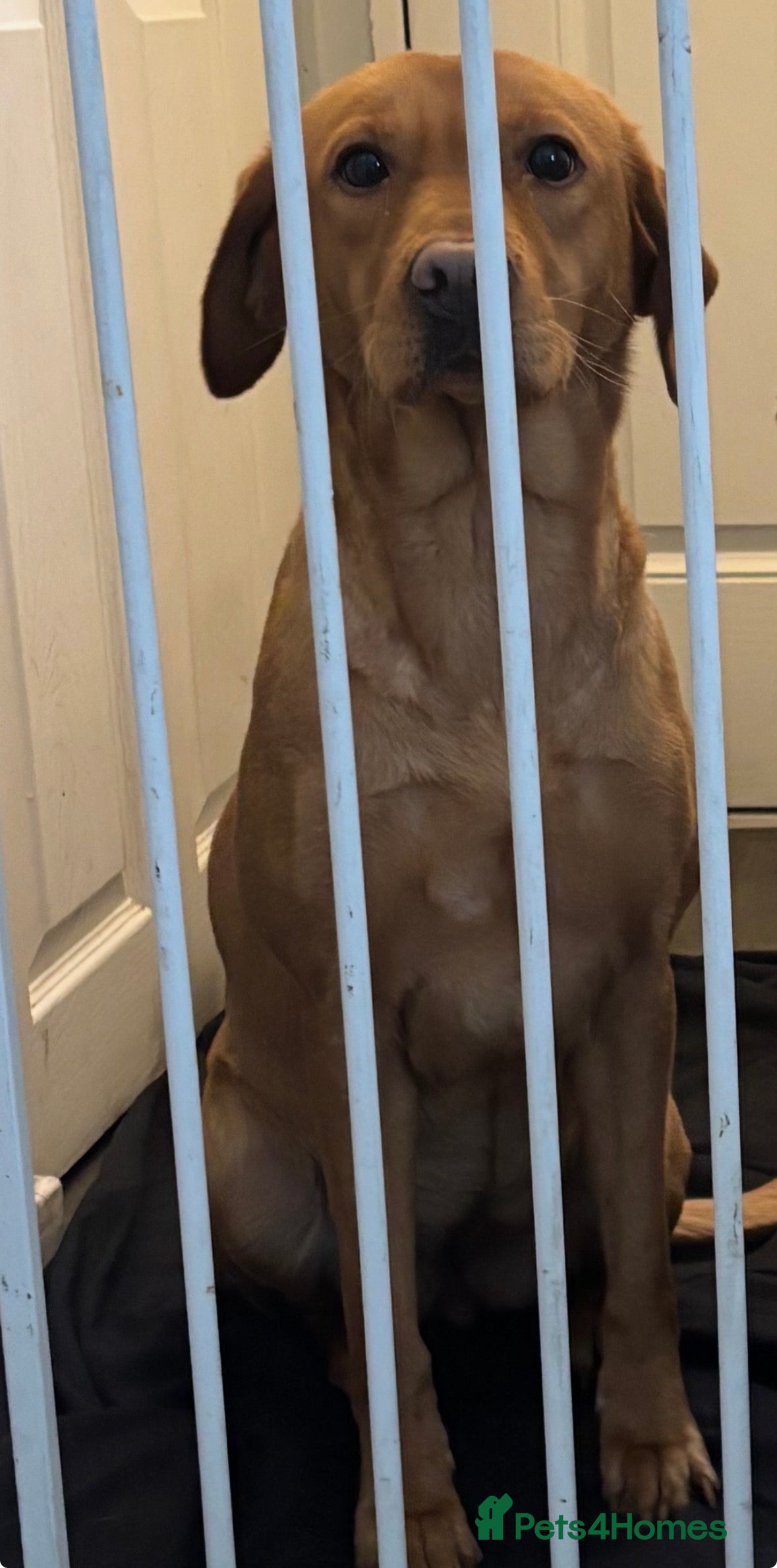 Labrador Retriever dogs Labrador  - Advert 1