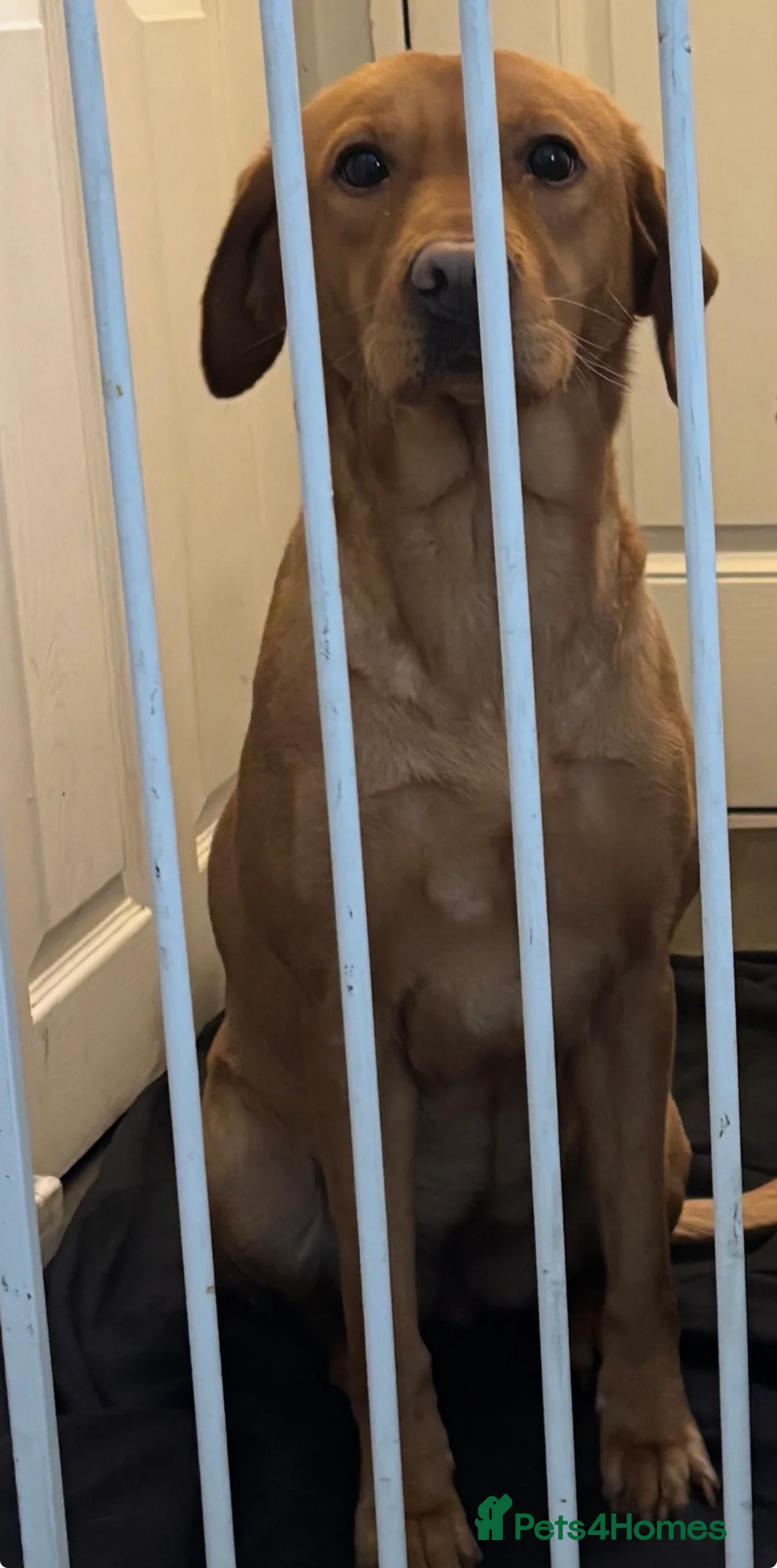 Labrador Retriever dogs for sale: Labrador  - Advert 1