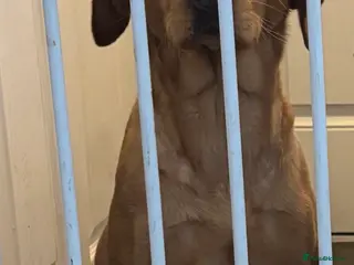 Labrador Retriever dogs Labrador - Advert 1