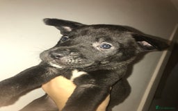 Mixed Breed dogs for sale: Cane corso x American akita cross(READY TO LEAVE) - Image 13