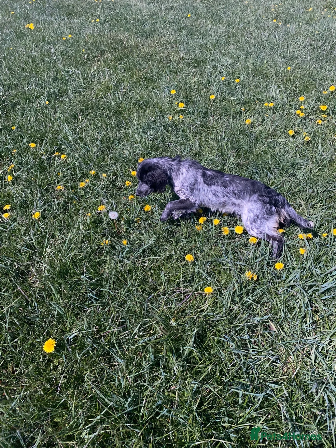 Cocker Spaniel dogs for sale: Beautiful cocker spaniel for sale in Blackpool - Advert 4