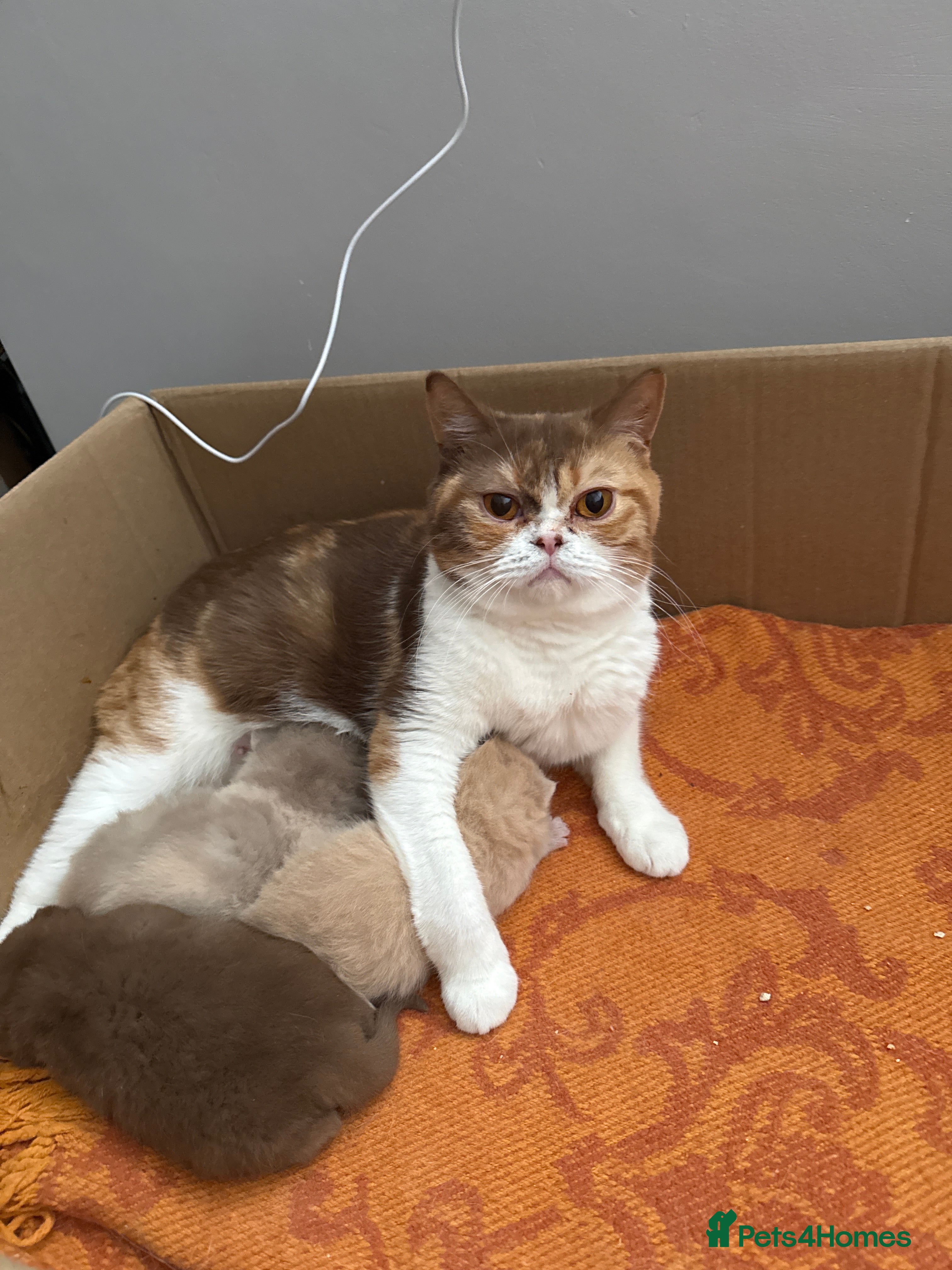 British Shorthair cats Active register BSH kittens - Advert 1