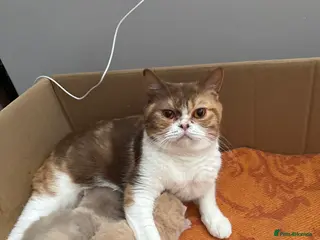 British Shorthair cats Active register BSH kittens - Advert 1