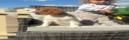 Cavalier King Charles Spaniel dogs for sale: Cavalier King Charles spaniel puppies READY NOW! in Uttoxeter - Advert 7
