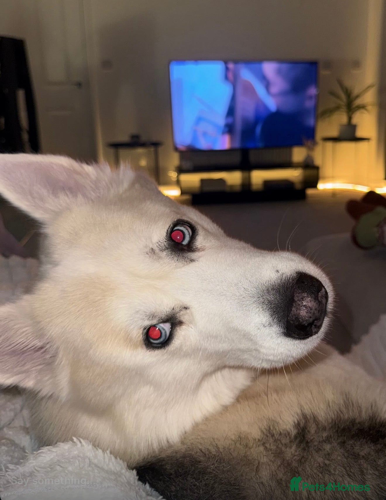 Siberian Husky dogs My beautiful blue eyed boy Siberian husky  - Advert 5