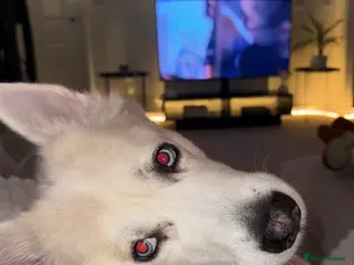 Siberian Husky dogs My beautiful blue eyed boy Siberian husky - Advert 5