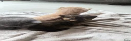 Mixed Breed cats for sale: 6 kittens  - Advert 7