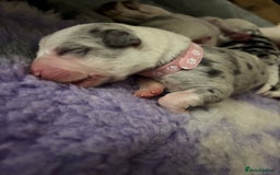 Mixed Breed dogs for sale: beautiful Bull/Greyhound puppies  - Image 20