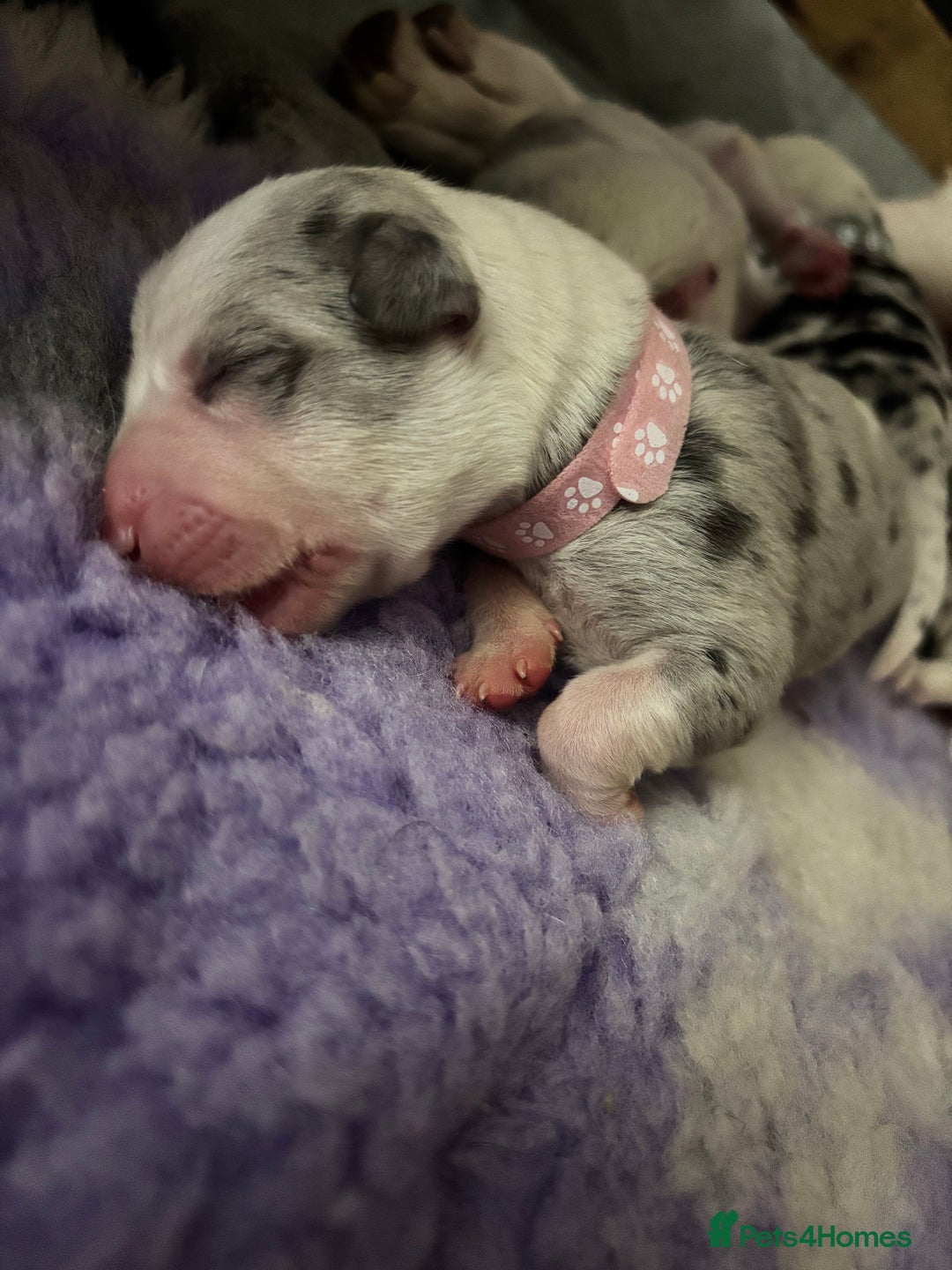 Mixed Breed dogs for sale: beautiful Bull/Greyhound puppies  - Image 20