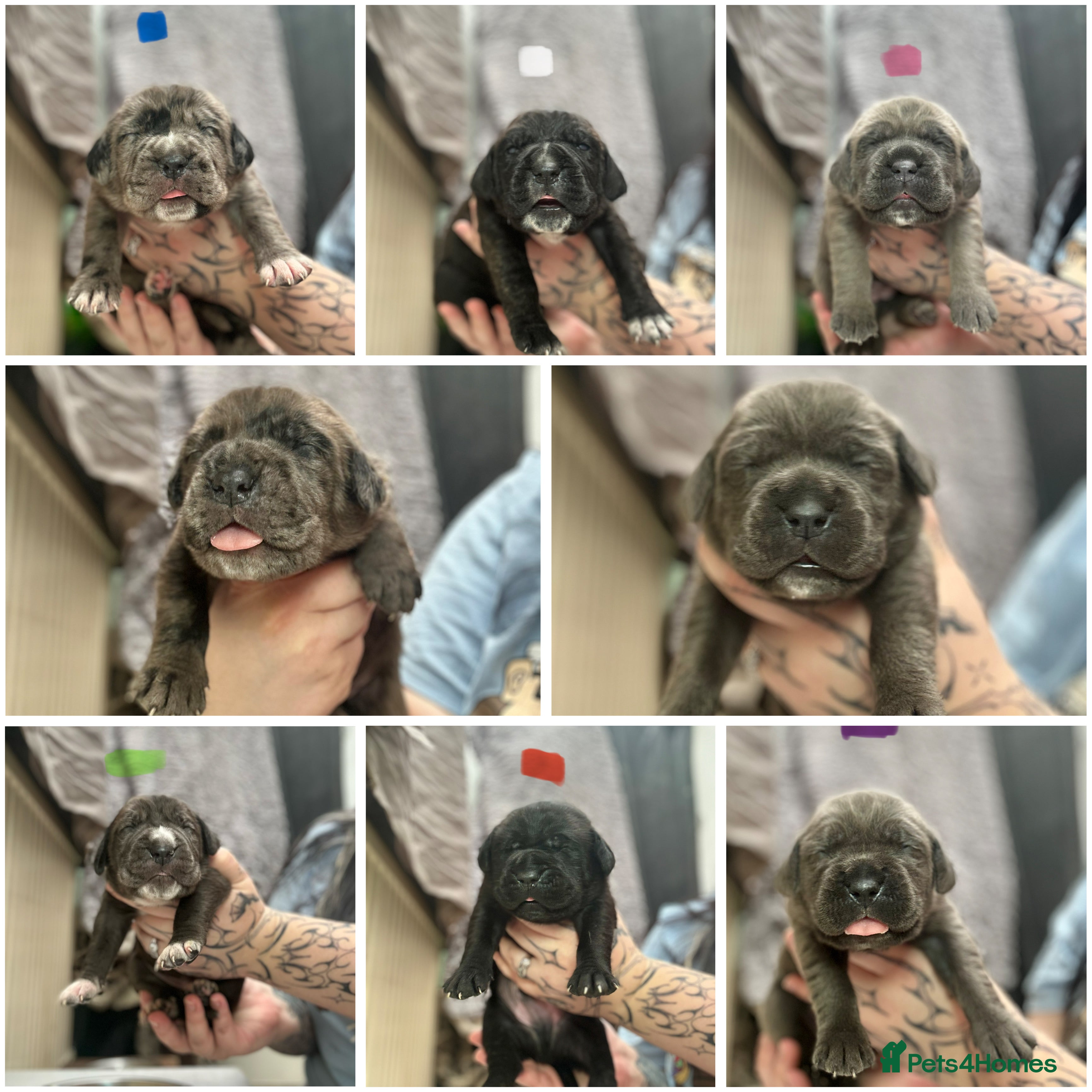 Cane Corso dogs Stunning cane corso puppy’s  - Advert 10