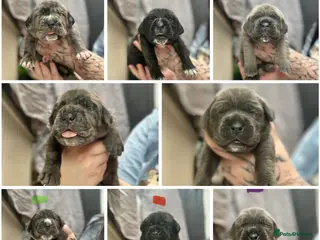 Cane Corso dogs Stunning cane corso puppy’s - Advert 10