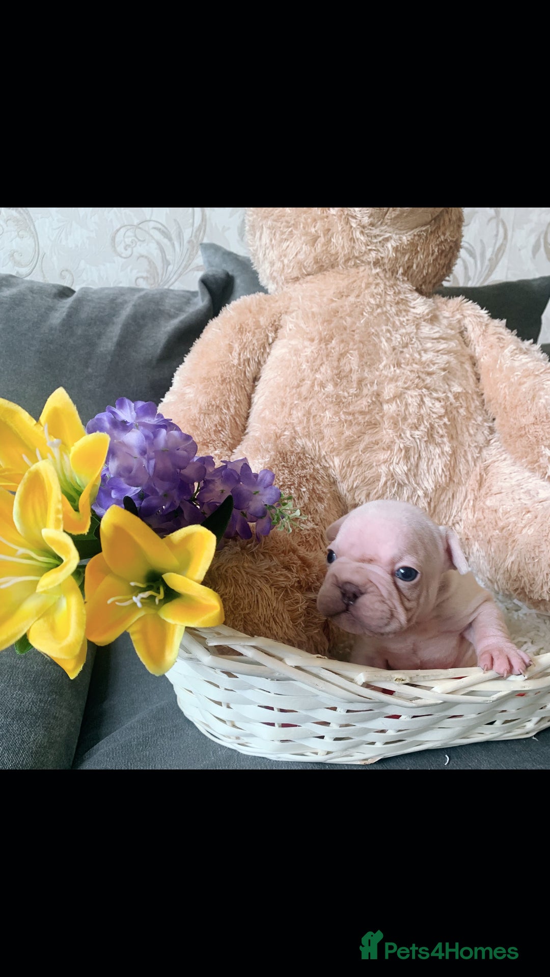 French Bulldog dogs for sale: Stunning frenchie pups for sale!! - Image 3