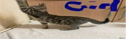 Mixed Breed cats for sale: Tabby kittens  - Advert 12