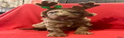 Miniature Poodle dogs for stud: Brown Phantom Merle Mini Poodle health tested in Stockton-on-Tees - Advert 34