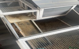 Tortoise reptiles for sale: Testudo hermanni -Herman tortoise  in Heanor - Image 6