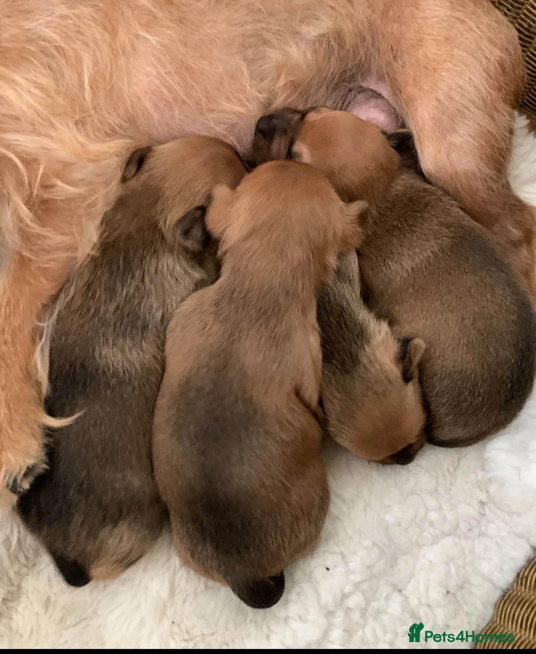 Mixed Breed dogs for sale: Terrier cross puppies  in Holt - Advert 6