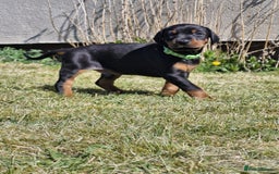 Dobermann dogs for sale: KC reg puppies arriving imminently.  - Image 2