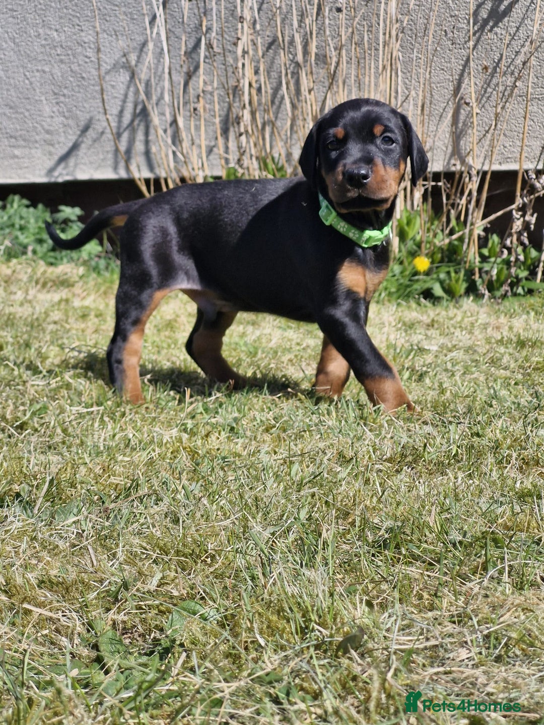 Dobermann dogs for sale: KC reg puppies arriving imminently.  - Image 2