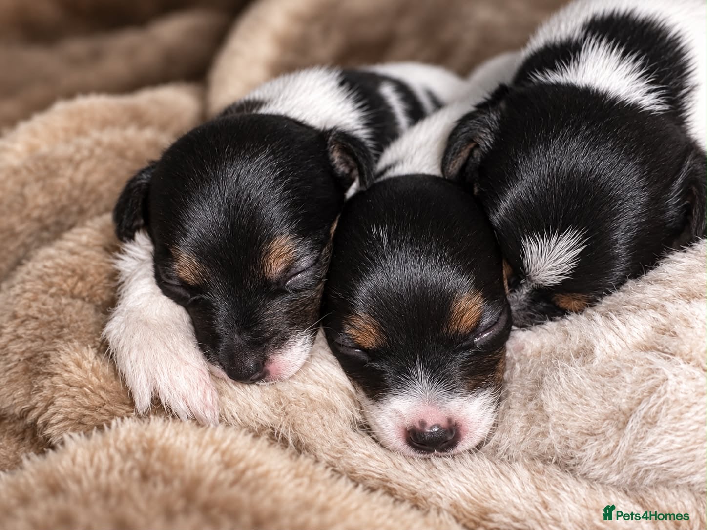 Jack Russell dogs Stunning Jack Russell puppies - Advert 18