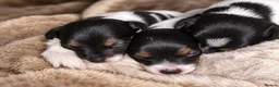 Jack Russell dogs for sale: Stunning Jack Russell puppies - Advert 1