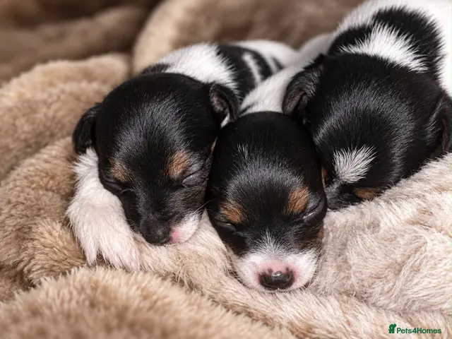 Jack Russell dogs Stunning Jack Russell puppies - Advert 5
