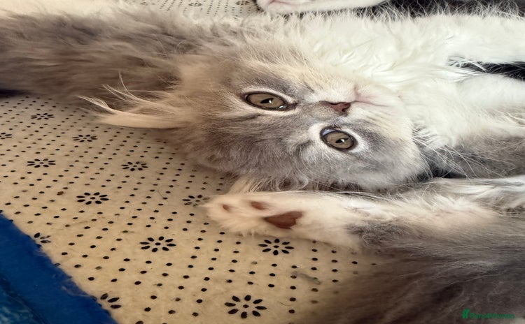 Persian cats - Advert 2