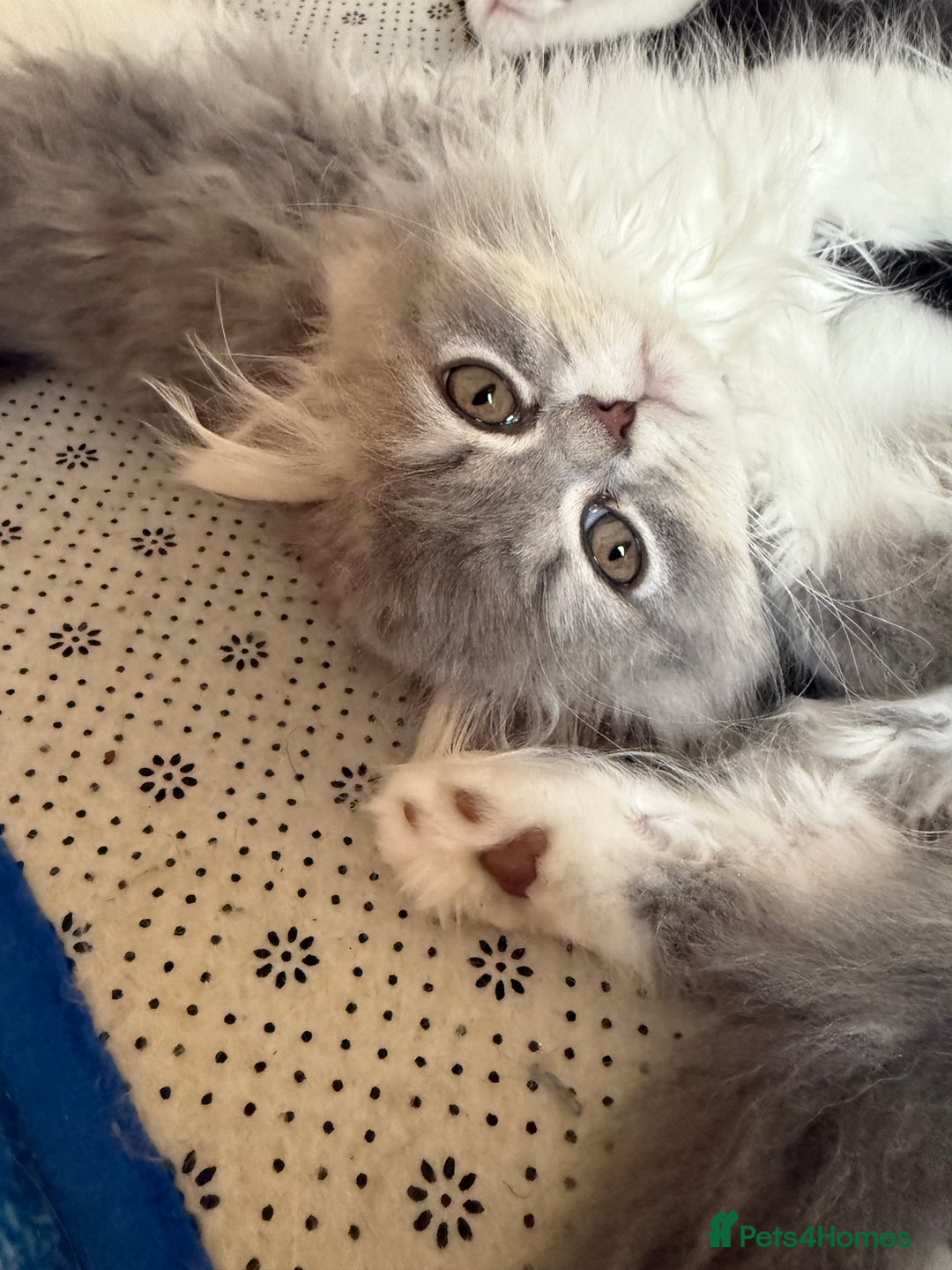 Persian cats for sale: Kitten  - Image 1