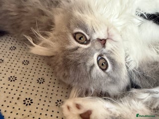 Persian cats - Advert 7