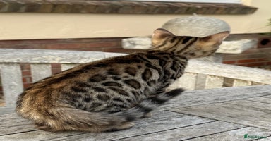 Bengal cats - Advert 1