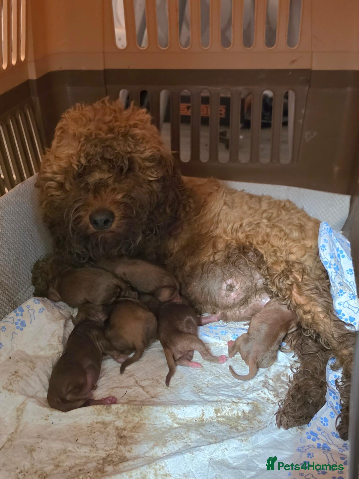 Cockapoo dogs Red cockapoo puppies - Advert 1
