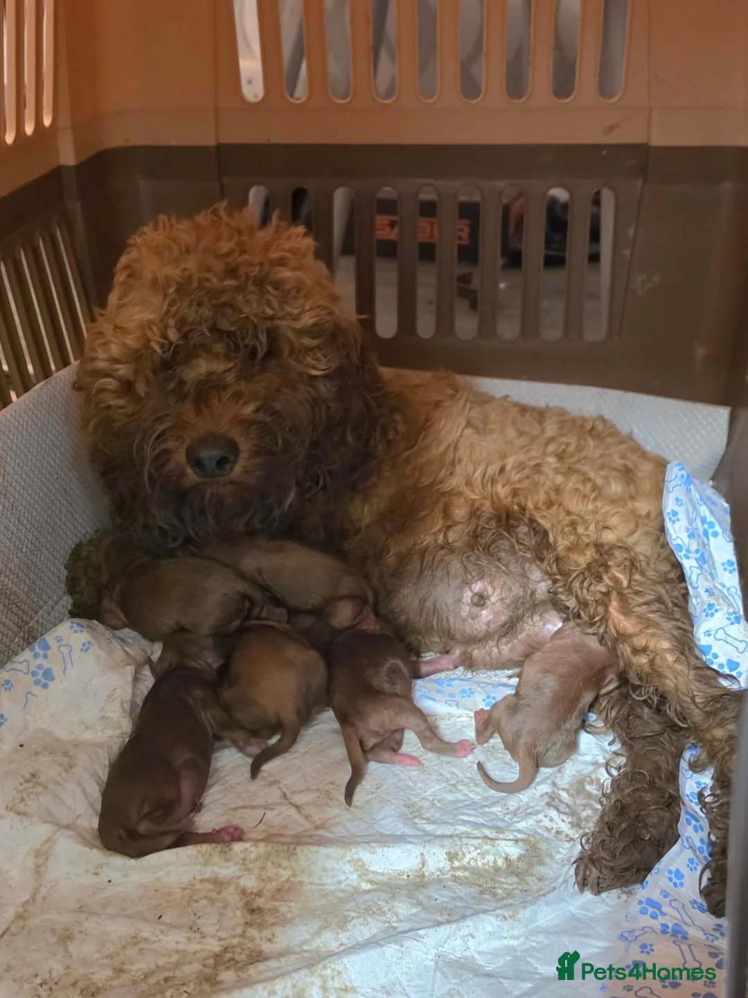 Cockapoo dogs for sale: Red cockapoo puppies - Advert 1
