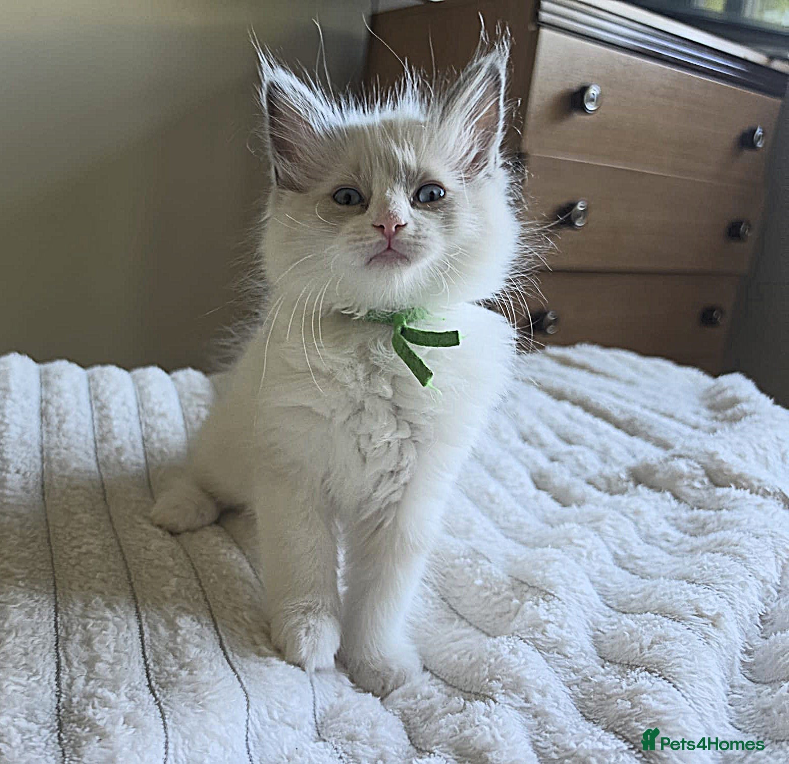 Ragdoll cats Stunning Blue–Ragdoll Kittens for Sale ✨ - Advert 5