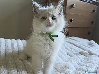 Ragdoll cats Stunning Blue–Ragdoll Kittens for Sale ✨ - Advert 5
